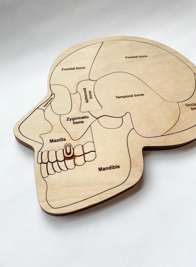 Haoser Wonder of The Brain Puzzle | Montessori Puzzle | Wooden Puzzle | Anatomy Puzzle | Brain Puzzle | Science Puzzle |Kids Puzzles & Science Toys - Image 4